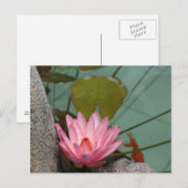 Azië, Vietnam. Waterlelie in een tempelvijver Briefkaart (Voorkant / Achterkant)