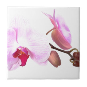 Aziza Orchid Blossom Tegeltje