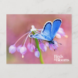 Azure Butterfly Briefkaart