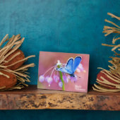 Azure Butterfly Fotoplaat (Zijkant)