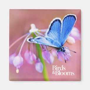 Azure Butterfly Magneet