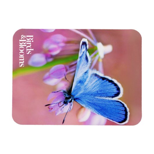 Azure Butterfly Magneet (Horizontaal)