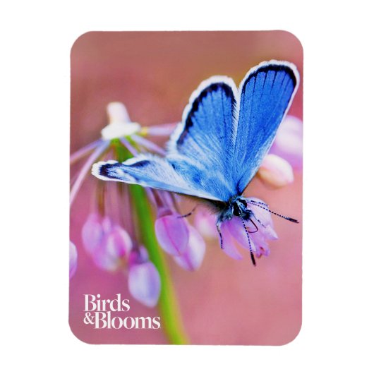 Azure Butterfly Magneet (Verticaal)