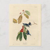 Azure (Cerulean) Warbler, Audubon Birds of America Briefkaart (Voorkant)