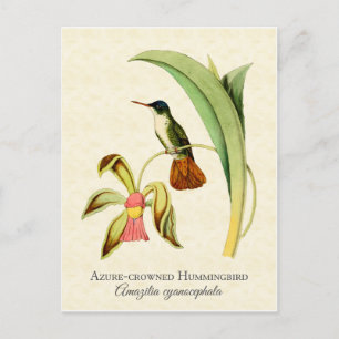 Azure Crowned Hummingbird  Art Briefkaart