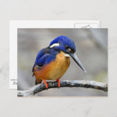 Azure Kingfisher Bird Briefkaart (Voorkant / Achterkant)