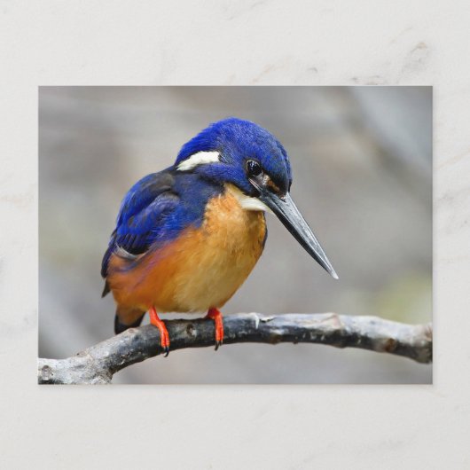 Azure Kingfisher Bird Briefkaart (Voorkant)