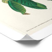 Azure Warbler door Audubon Poster (Hoek)