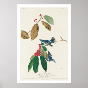 Azure Warbler door Audubon Poster