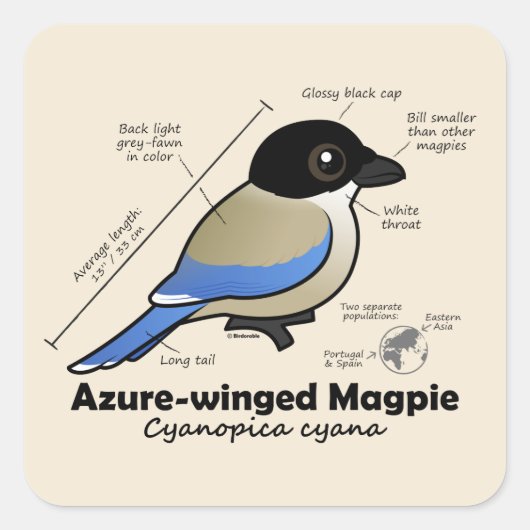 Azure-winged Magpie-statistieken Vierkante Sticker (Voorkant)