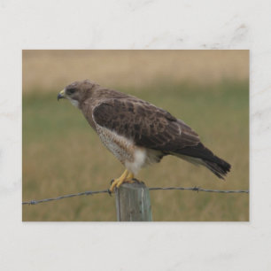 B10 Swainsons Buizerd Briefkaart
