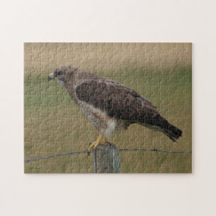 B10 Swainson's Buizerd Legpuzzel