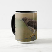 B10 Swainson's Buizerd Mok (Voorkant links)