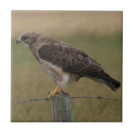 B10 Swainson's Buizerd op Oude Afsluitpaal Tegeltje