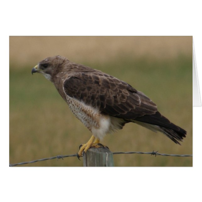 B10 Swainson's Havik (Voorkant Horizontaal)
