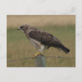 B10 Swainson's Hawk Briefkaart (Voorkant)