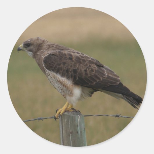 B10 Swainson's Hawk Ronde Sticker (Voorkant)