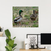 B12 Mallard Ducks Pair Poster (Thuiskantoor)