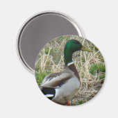 B12 Wilde Eend Magneet (Voorkant / Achterkant)