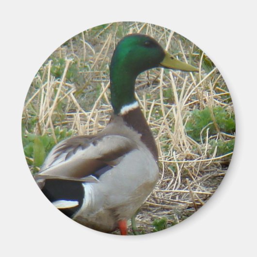 B12 Wilde Eend Magneet (Voorkant)