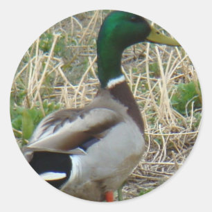 B12 Wilde Eend Ronde Sticker