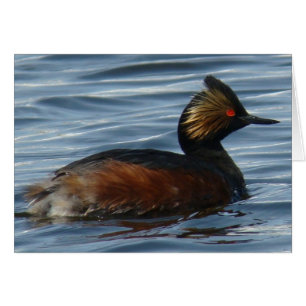 B13 Grebe comblé