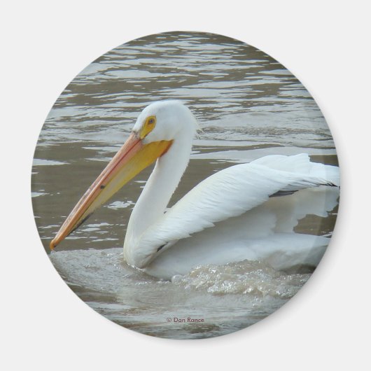 B14 White Pelican Magneet (Voorkant)