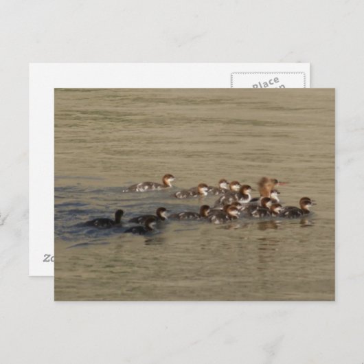 B17 Merganser Duck and Ducklings Briefkaart (Voorkant / Achterkant)