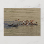 B17 Merganser Duck and Ducklings Briefkaart (Voorkant)