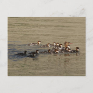 B17 Merganser eend en kuikens Briefkaart