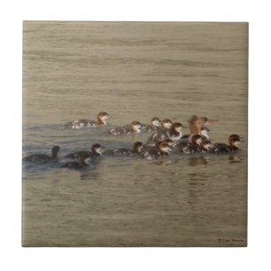 B17 Merganser Hen en Kuikens Tegeltje