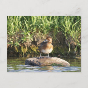 B18 Kleine Topper Briefkaart
