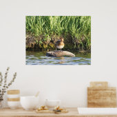 B18 Lesser Scaup Poster (Keuken)