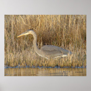 B19 Grote Blauwe Blauwe Heron Poster