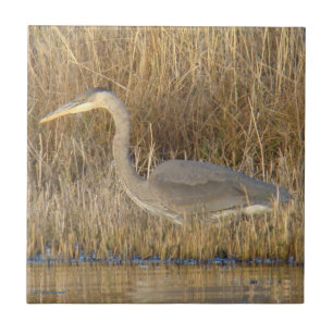 B19 Grote Blauwe Reiger Jong Tegeltje