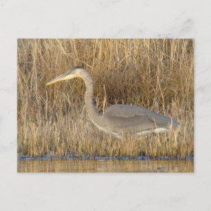 B19 Juveniele Blauwe Reiger Briefkaart
