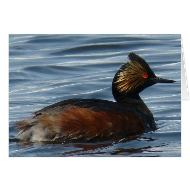 B1 Geproeide Grebe (Voorkant Horizontaal)