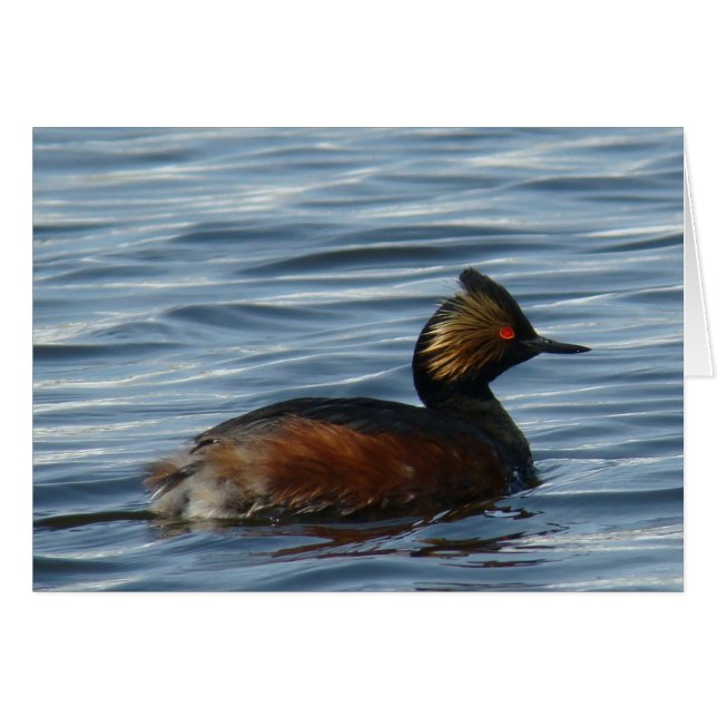 B1 Grèbe comestible (Devant horizontal)