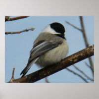 B21 Zwarte Mees