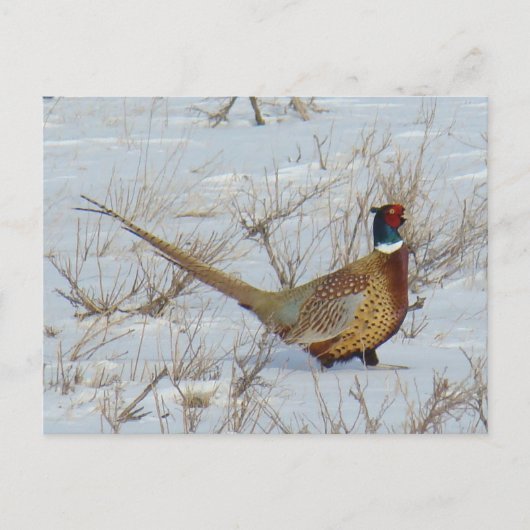 B22 Ring-necked fazant in sneeuw Briefkaart (Voorkant)
