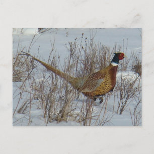 B23 Ring-necked Fazant in Sneeuw Briefkaart