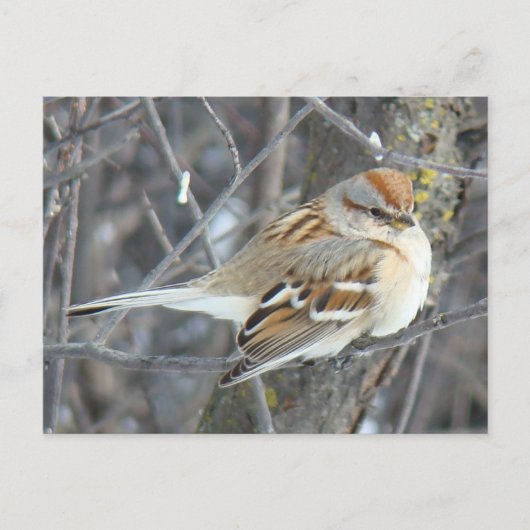 B24 Gemeenschappelijke reserve Briefkaart (Voorkant)