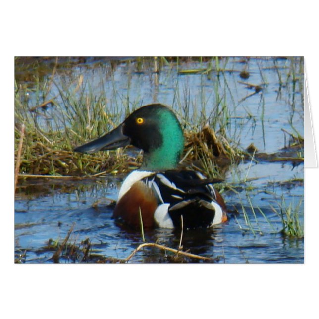 B25 Noord-Shoveler Duck (Voorkant Horizontaal)