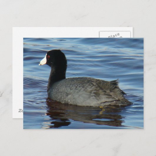 B27 Common Coot Briefkaart (Voorkant / Achterkant)