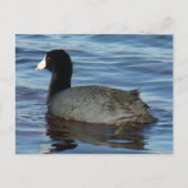 B27 Common Coot Briefkaart (Voorkant)