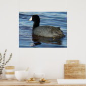 B27 Common Coot Poster (Keuken)