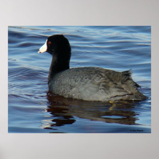 B27 Common Coot Poster (Voorkant)