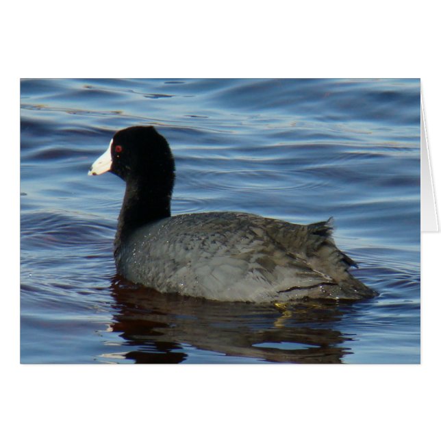 B27 Meerkoet (Voorkant Horizontaal)