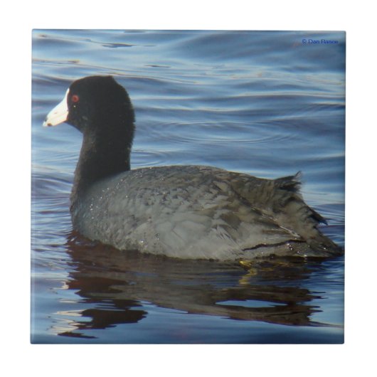 B27 Meerkoet Tegeltje (Voorkant)