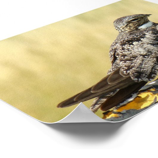 B29 Common Nighthawk Poster (Hoek)